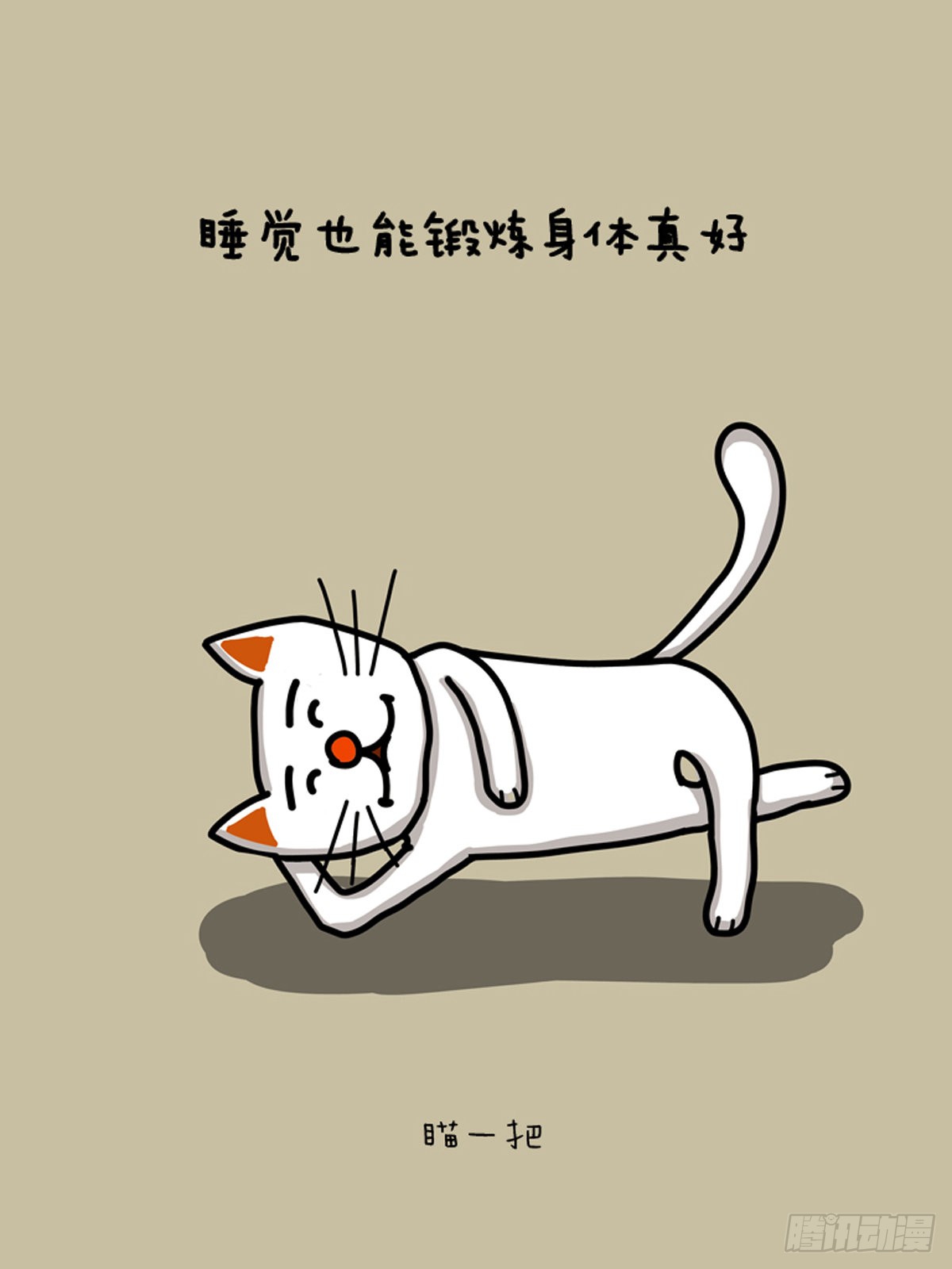 睡梦罗汉猫