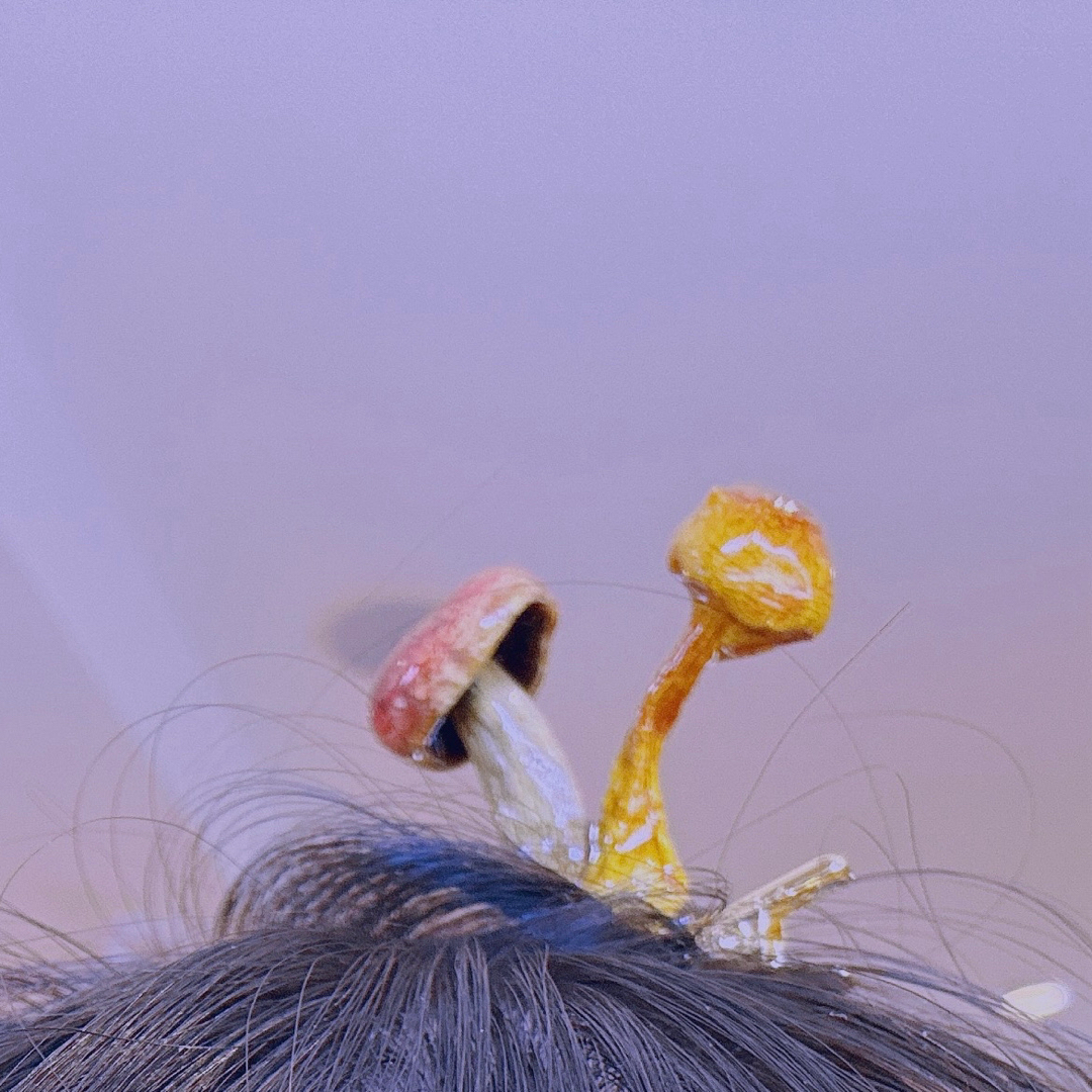 一一兔麻龙