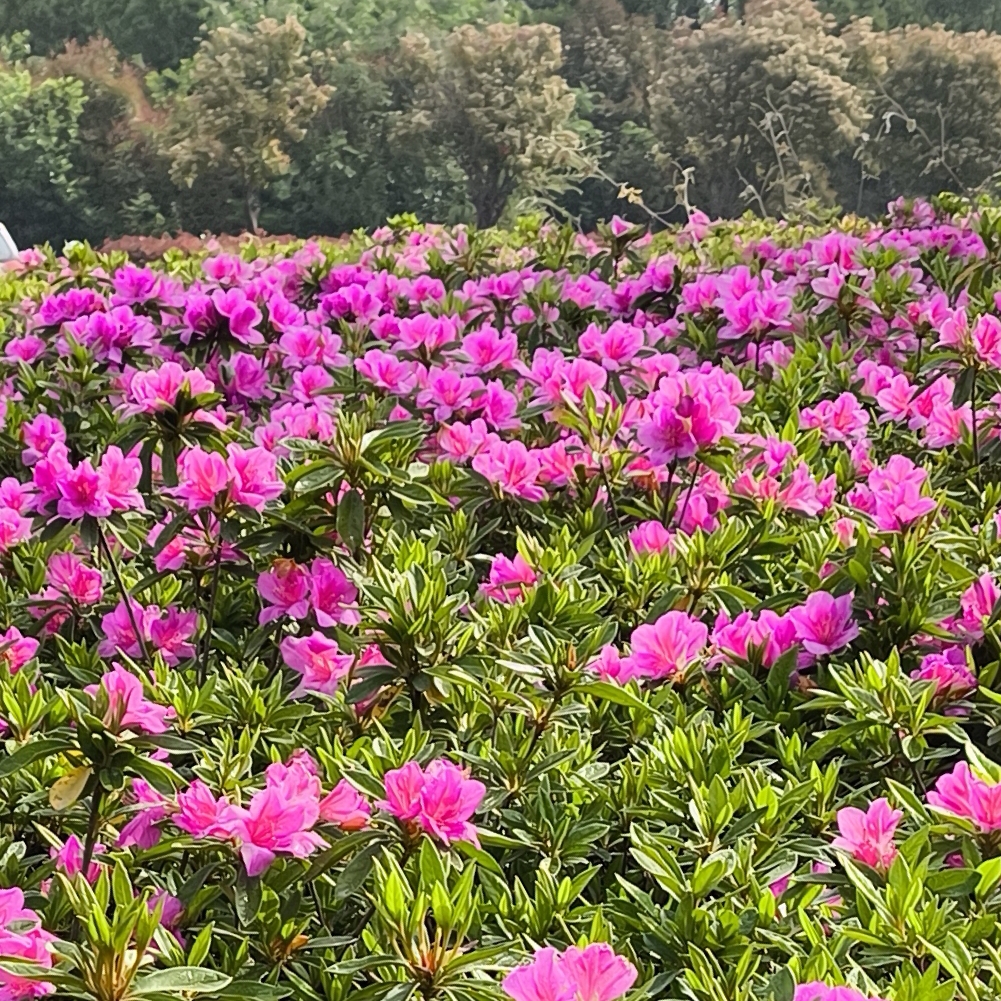 昵称