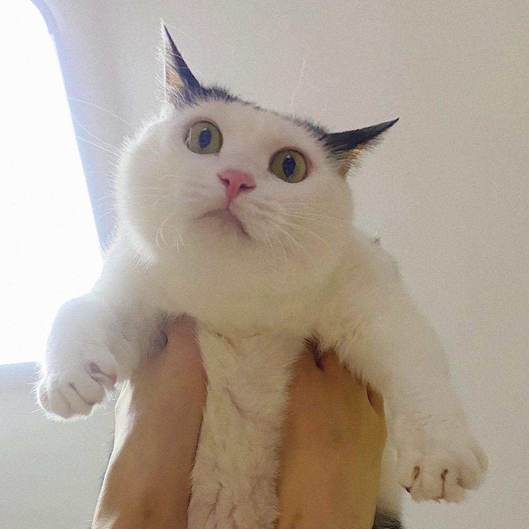胡壮妮