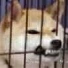 阿障障障