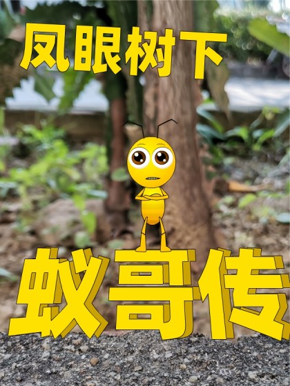 凤眼树下蚁哥传
